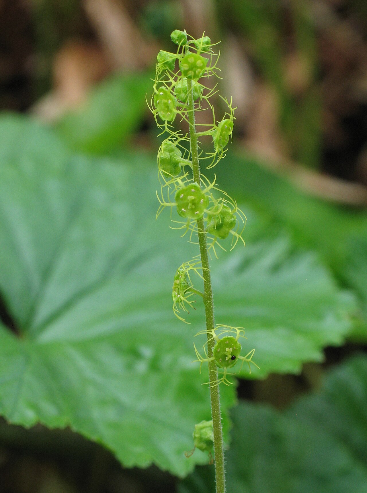 Brewer's miterwort: Brewer's bishop's cap ( Mitella breweri ), Balu Pass Trail, Glacier National Park , British Columbia , Canada