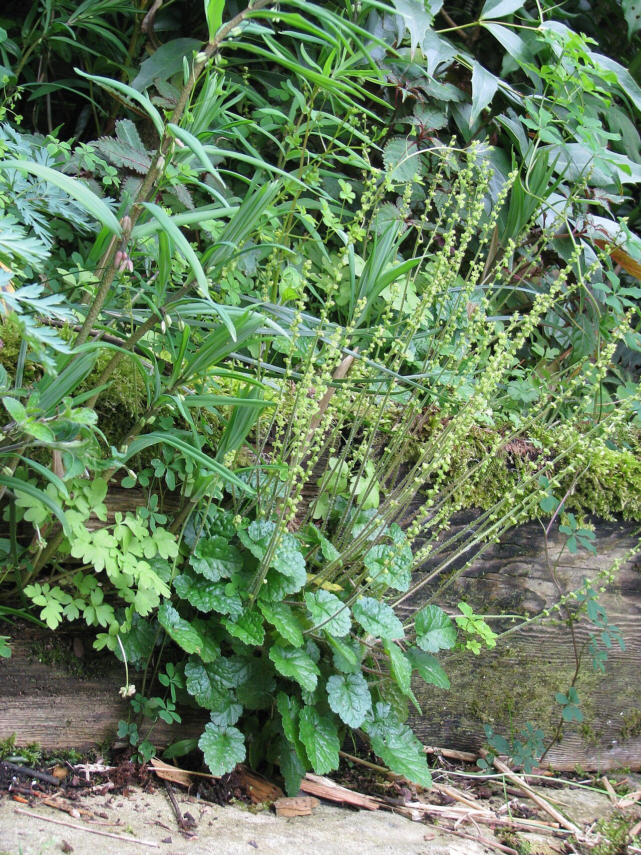 Brewer's miterwort: Mitella breweri