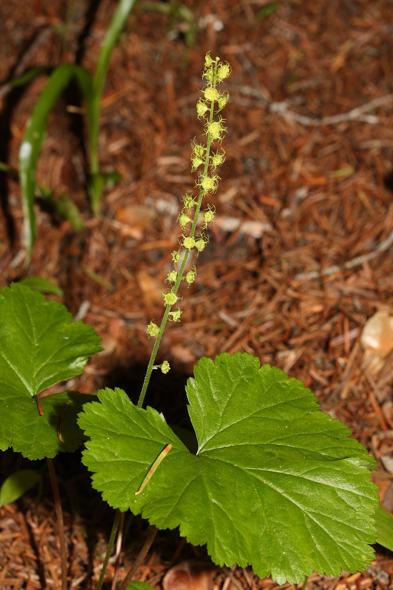 Brewer's miterwort: Brewer's Miterwort, Feathery Bishop's-cap.