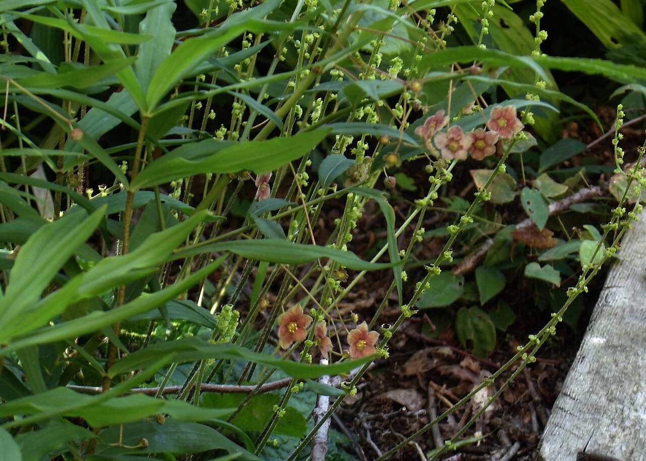 Brewer's miterwort: Euonymus