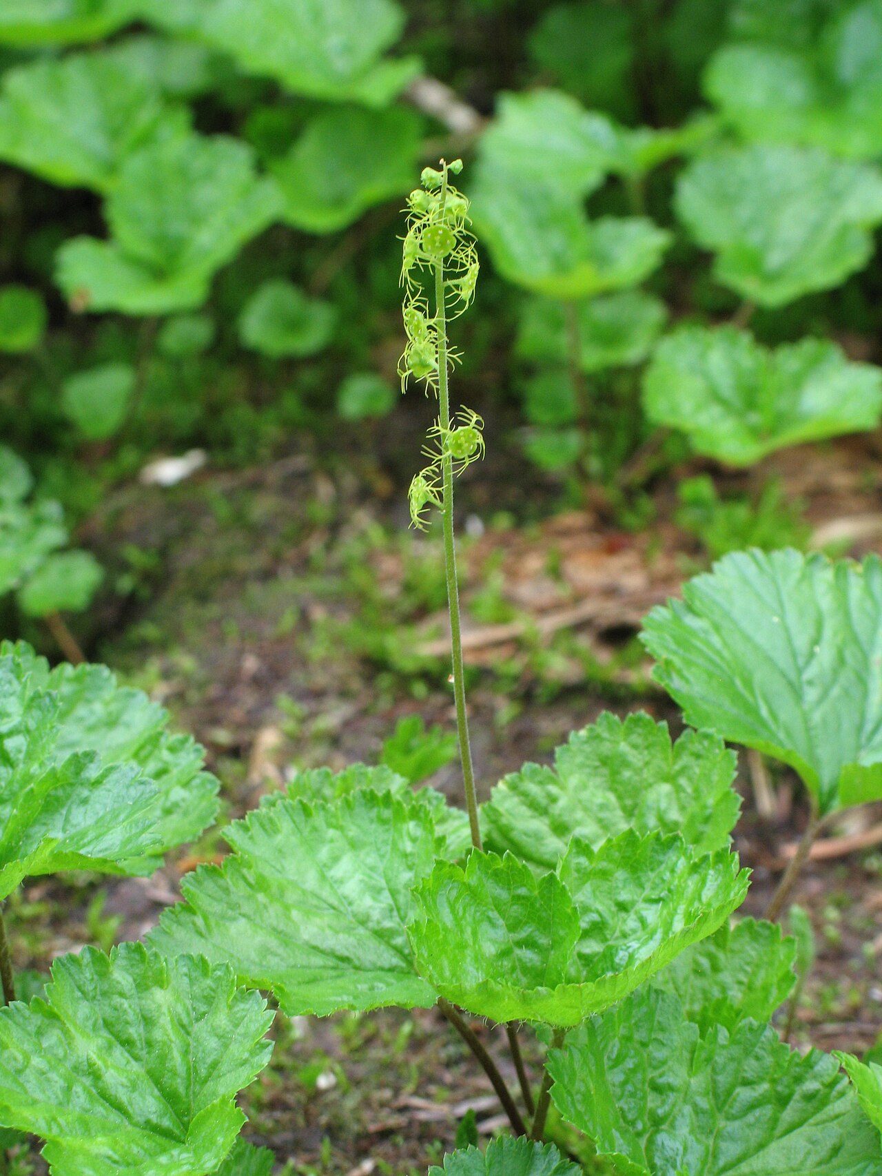 Brewer's miterwort: Brewer's bishop's cap ( Mitella breweri ), Balu Pass Trail, Glacier National Park, British Columbia, Canada