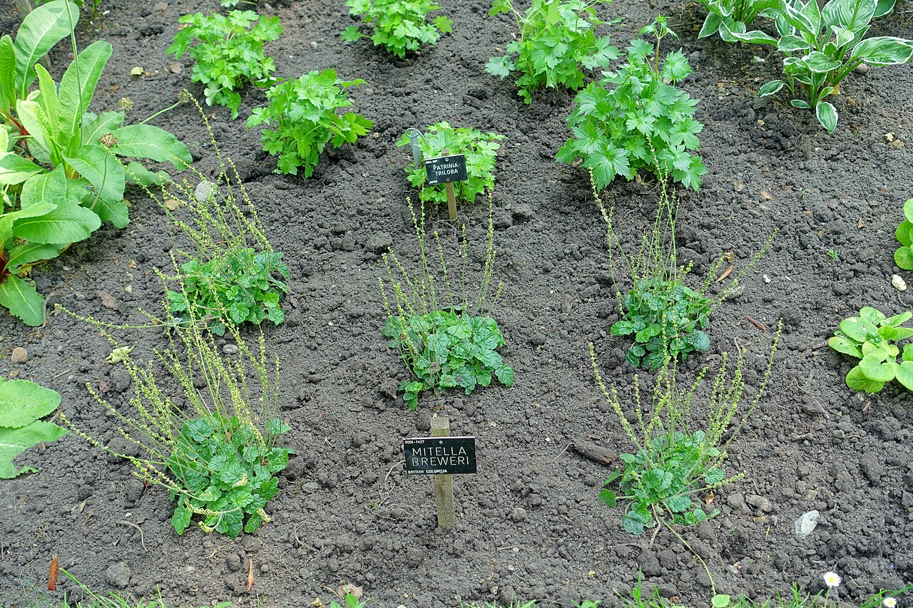 Brewer's miterwort: Horticultural specimen in Savill Garden - Windsor Great Park, England.