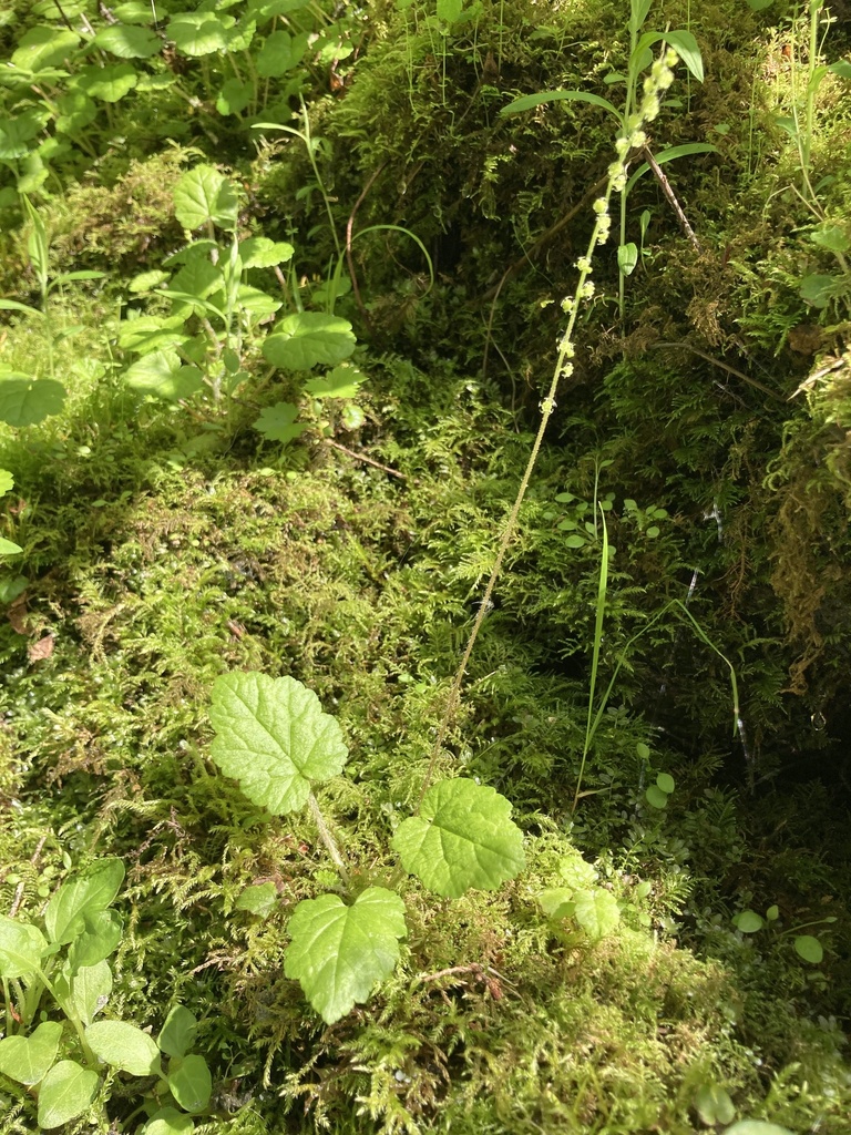 Coastal miterwort (Brewerimitella ovalis)