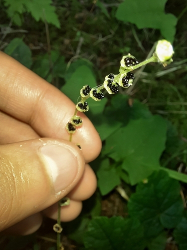 Coastal miterwort (Brewerimitella ovalis)