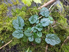 Coastal miterwort (Brewerimitella ovalis)