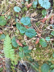 Coastal miterwort (Brewerimitella ovalis)