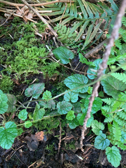 Coastal miterwort (Brewerimitella ovalis)