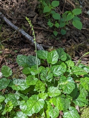 Coastal miterwort (Brewerimitella ovalis)