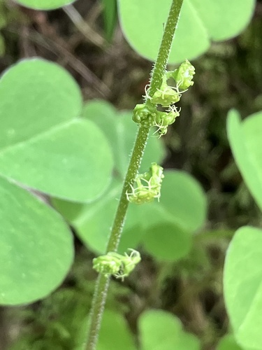 Coastal miterwort (Brewerimitella ovalis)