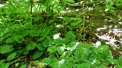 Coastal miterwort (Brewerimitella ovalis)