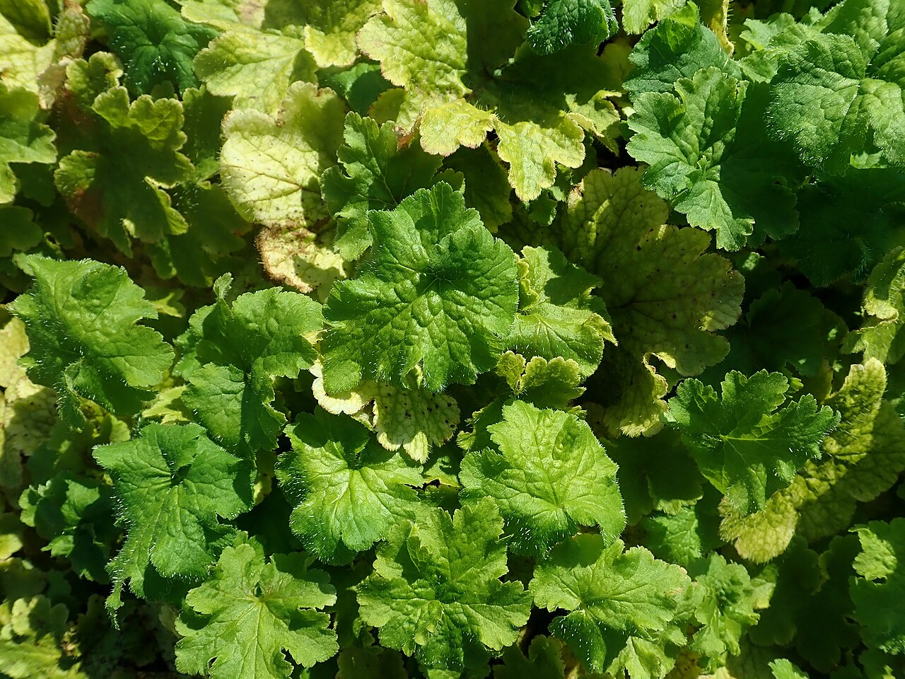 Coastal miterwort: Mitella ovalis , Berlin-Dahlem Botanical Garden.