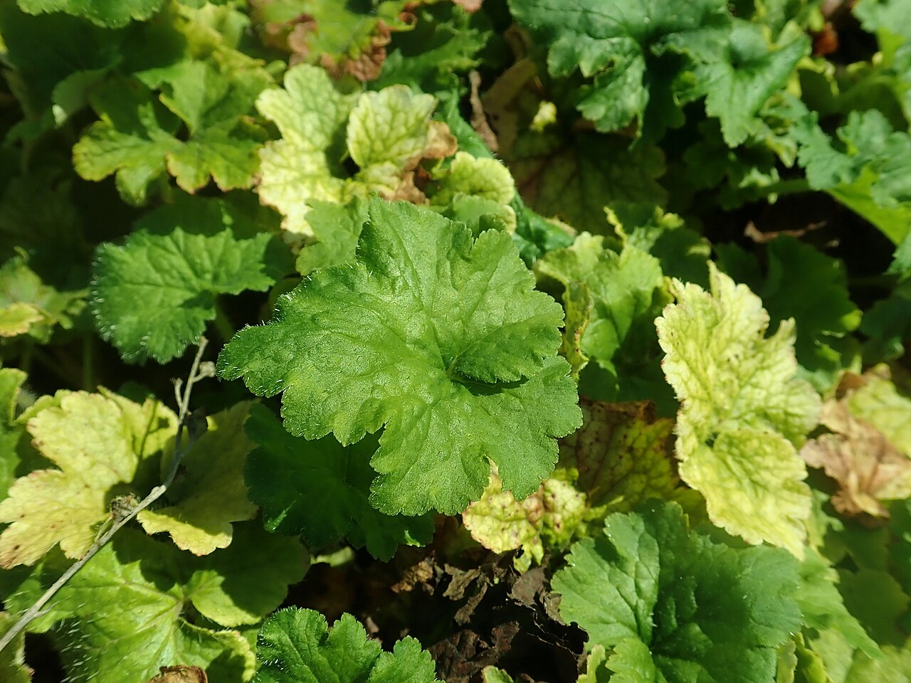 Coastal miterwort: Mitella ovalis , Berlin-Dahlem Botanical Garden.