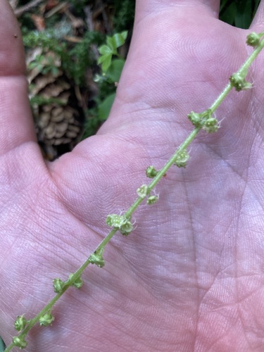 Coastal miterwort (Brewerimitella ovalis)