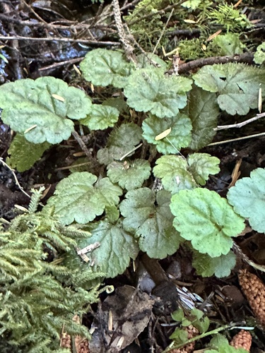 Coastal miterwort (Brewerimitella ovalis)