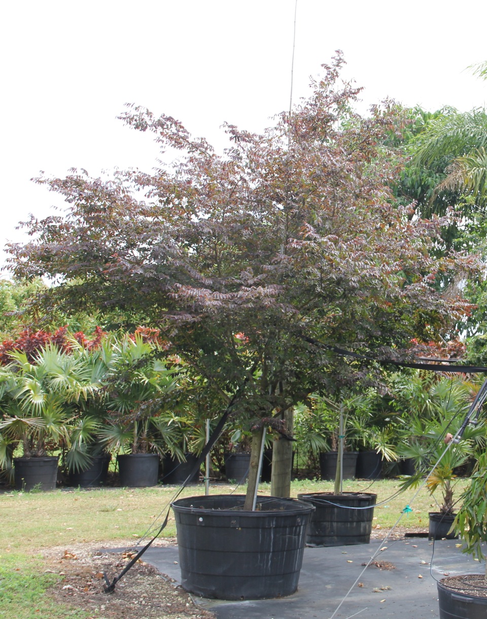 Breynia cernua: Breynia Cernua