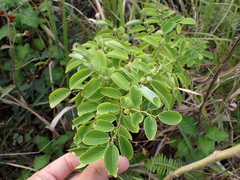 Snowbush (Breynia disticha)