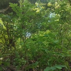 Snowbush (Breynia disticha)