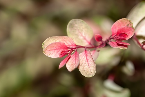 Snowbush (Breynia disticha)
