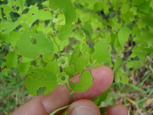 Snowbush (Breynia disticha)