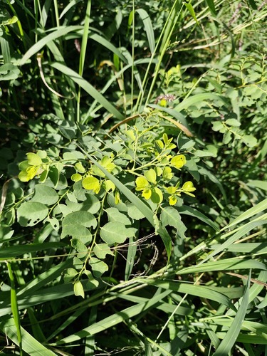 Snowbush (Breynia disticha)