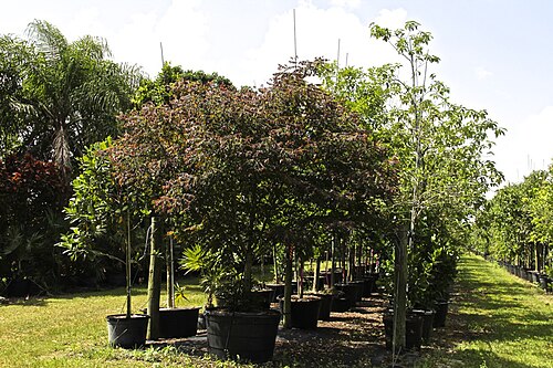 Snowbush: Breynia Disticha
