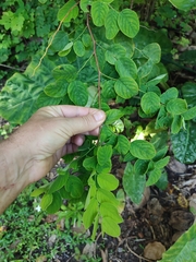 Snowbush (Breynia disticha)