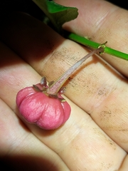 Breynia macrantha (Breynia macrantha)