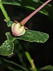 Breynia macrantha (Breynia macrantha)