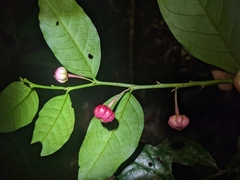 Breynia macrantha (Breynia macrantha)