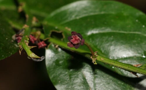 Breynia macrantha (Breynia macrantha)