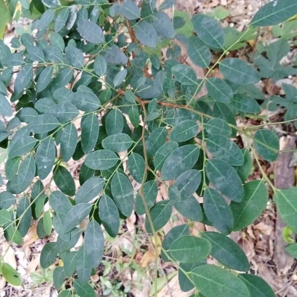 Breynia oblongifolia (Breynia oblongifolia)