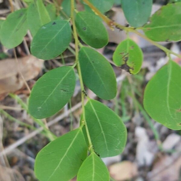 Breynia oblongifolia (Breynia oblongifolia)