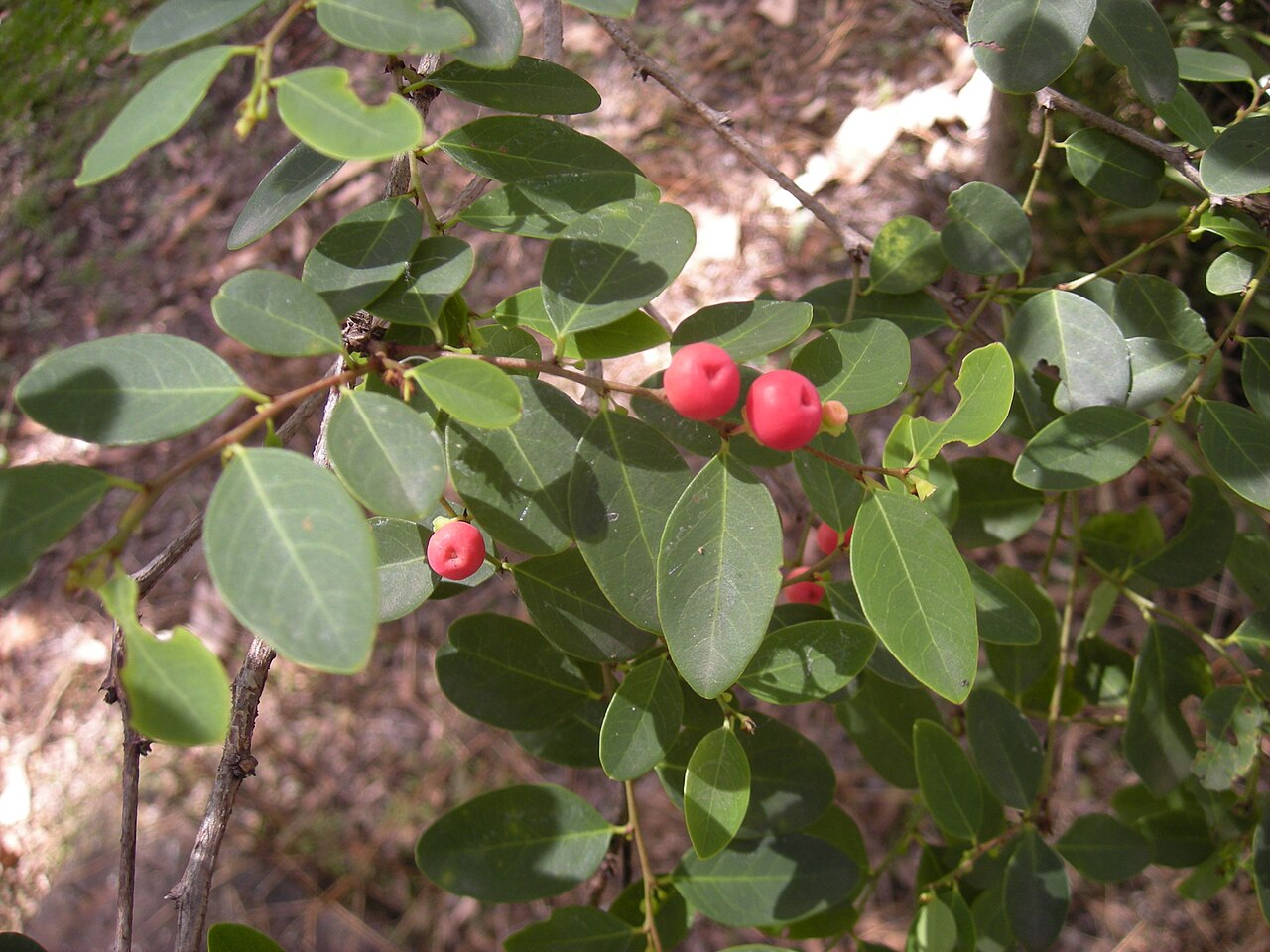Breynia oblongifolia: Breynia oblongifolia foliage and fruit. Bluff Point National Park, Capricorn Coast