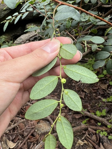 Breynia oblongifolia (Breynia oblongifolia)