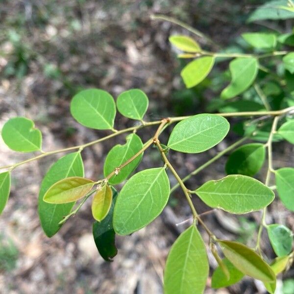 Breynia oblongifolia (Breynia oblongifolia)