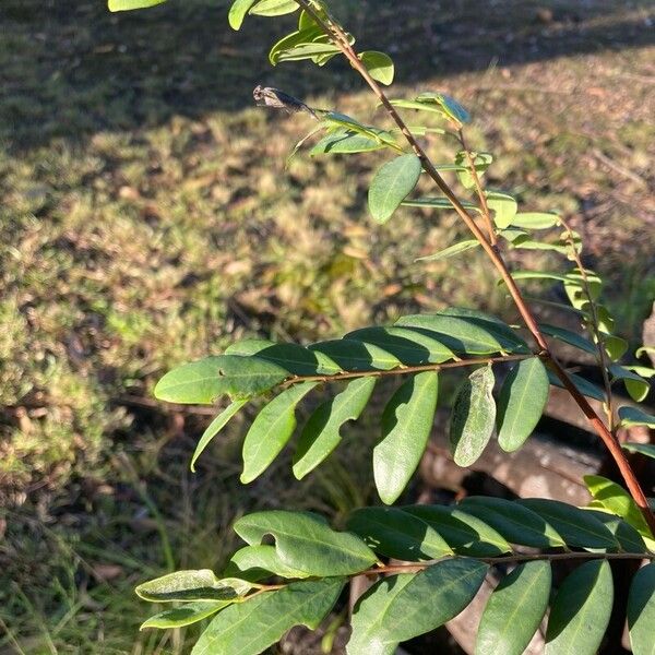 Breynia oblongifolia (Breynia oblongifolia)