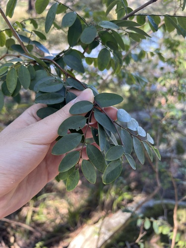 Breynia oblongifolia (Breynia oblongifolia)