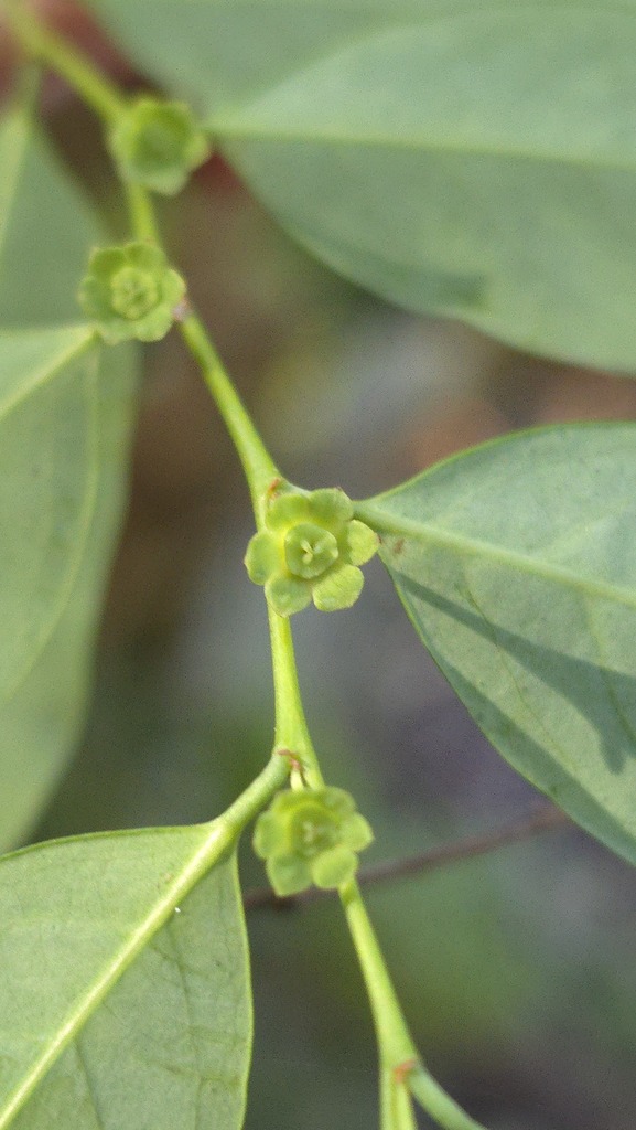 Breynia oblongifolia (Breynia oblongifolia)