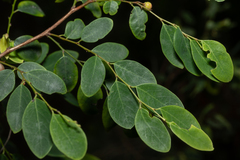 Breynia oblongifolia (Breynia oblongifolia)
