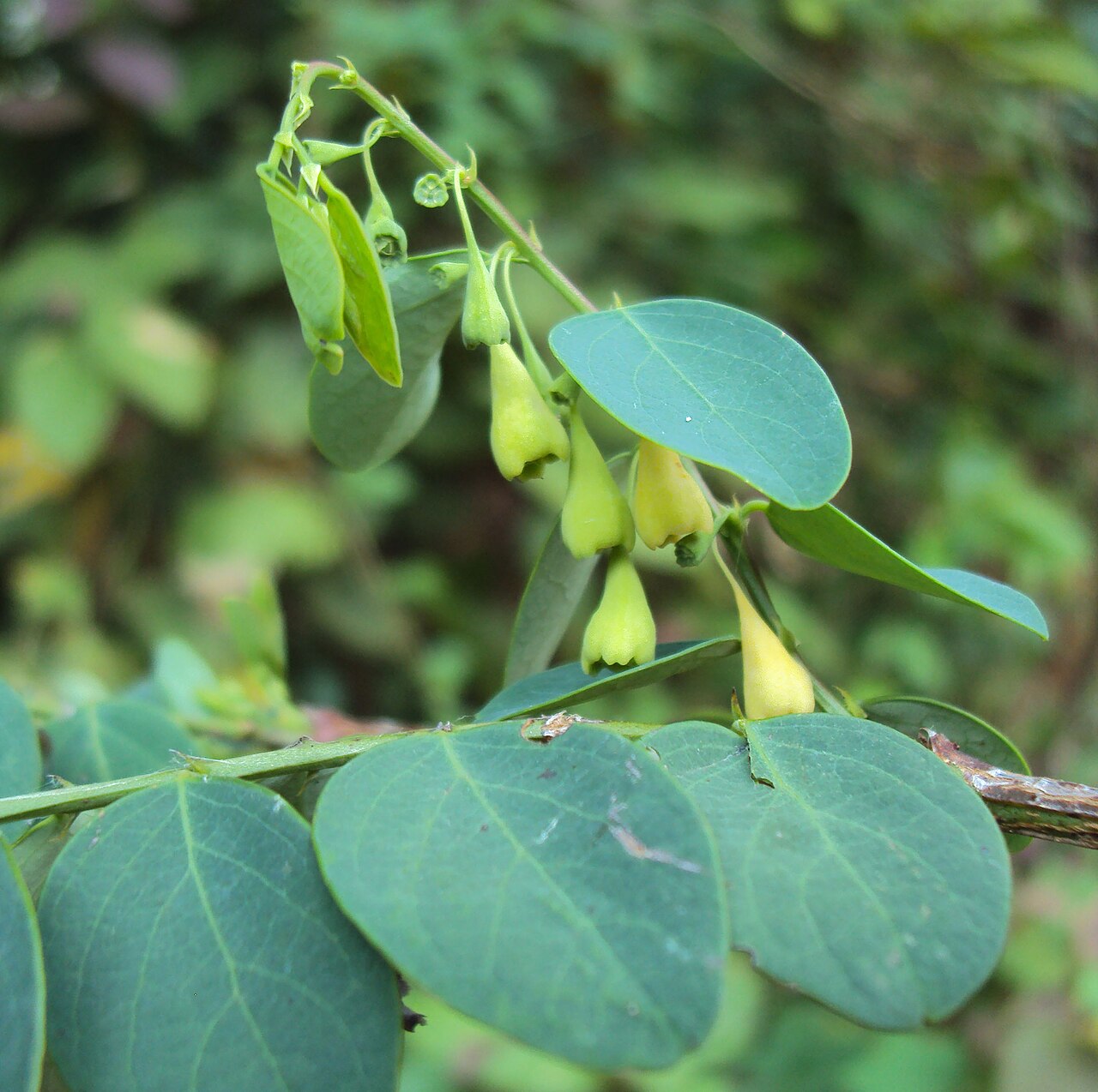 Breynia retusa: Breynia retusa