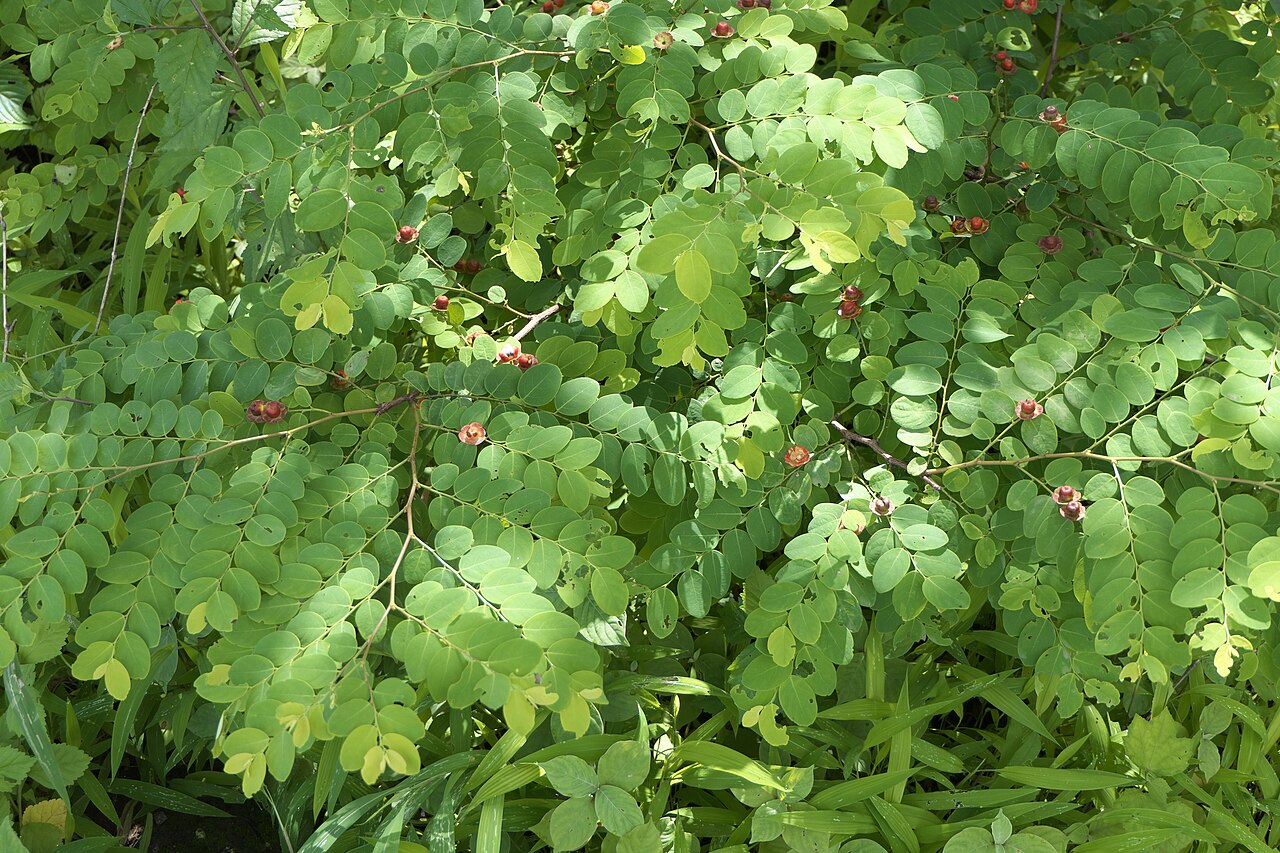 Breynia retusa: Breynia retusa (Dennst.) Alston