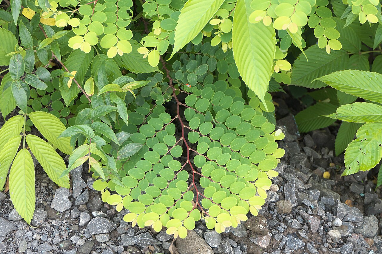 Breynia retusa: Breynia retusa (Dennst.) Alston