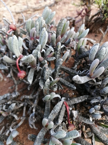 Brianhuntleya intrusa (Brianhuntleya intrusa)