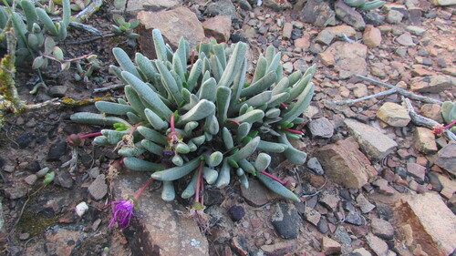 Brianhuntleya intrusa (Brianhuntleya intrusa)