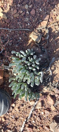 Brianhuntleya intrusa (Brianhuntleya intrusa)
