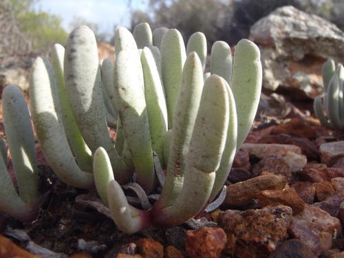 Brianhuntleya intrusa (Brianhuntleya intrusa)