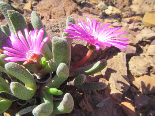 Brianhuntleya intrusa (Brianhuntleya intrusa)