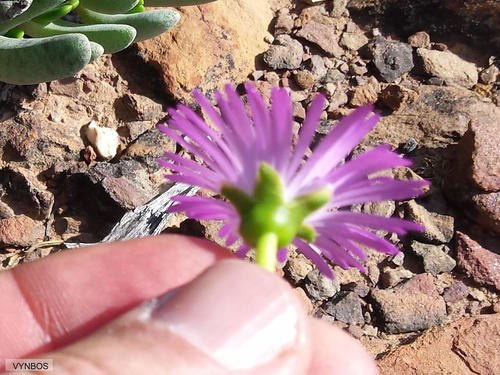 Brianhuntleya intrusa (Brianhuntleya intrusa)