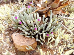 Brianhuntleya intrusa (Brianhuntleya intrusa)