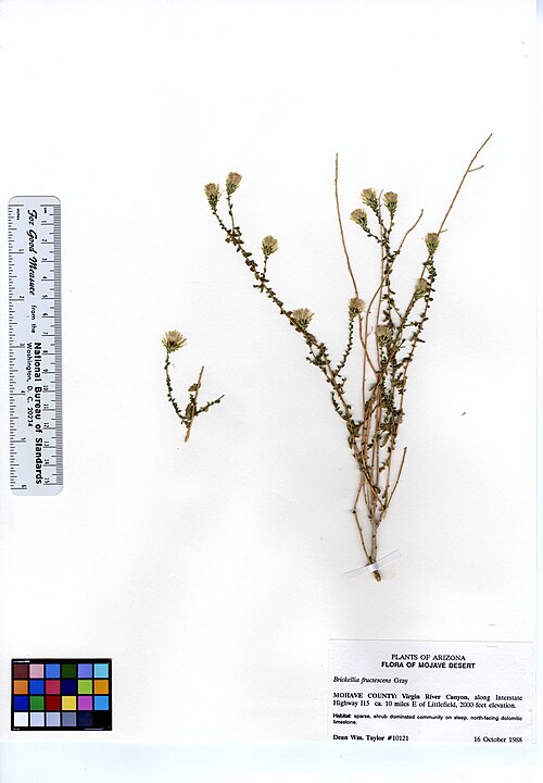 Shrubby brickellbush: duplicate of JEPS101382